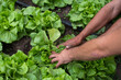 man hands harvesting lettuce from organic garden, ready to eat, cutting lettuce with knife, holding lettuce with his hands