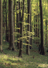 Wall Mural - beautiful summer sunlight in vibrant green deciduous forest. england, uk.