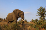 Fototapeta Zwierzęta - Afrikanischer Elefant / African elephant / Loxodonta africana