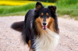 Amerikanischer Langhaar Collie Lassie
