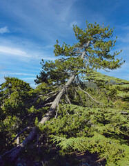 mountain landscape with tree in Cyprus on a Sunny summer day