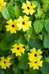 Blooming thunbergia alata in the garden