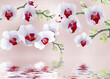 White orchid flowers with reflection in water 3d rendering