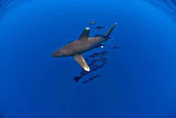 Wall Mural - Oceanic white tip shark or longimanus swimming in the blue, with a school of pilot fishes. Lot of negative space for designs.