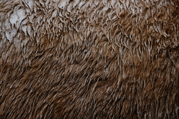 Wall Mural - Texture of dirty horse hair