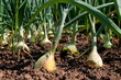Brown onion plant row grow on field close up. Vegetable farming background with yellow onion crop bulb, closeup. Organic green onion root harvest on plantation ground soil spice, vegetable ingredient