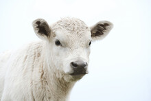 Charolais Beef Calf Portrait Close Up On Farm, Baby Cow Isolated On Backgound.