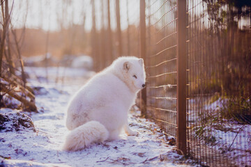 Poster - White arctic fox resting in nature in the reserve in December