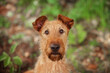 Close-up portrait of an Irish Terrier. Looking at the camera.