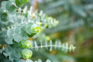 Sticker - Eucalyptus plant baby blue - Eucalyptus little boy blue