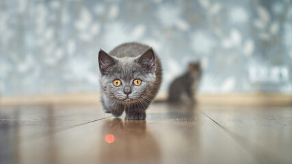 Kitten playing with laser pointer