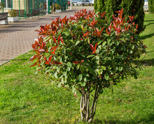 Beautiful Red And Green Leaves Of Photinia Fraseri 'Red Robin' Shrub In Sochi. Nature Concept Background