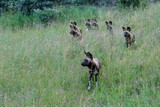 Fototapeta Sawanna - African Wild Dog walking in Manyeleti game reserve in the Greater Kruger Region in South Africa