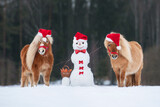 Two miniature shetland breed ponies dressed in Christmas Santa hats with a snowman dressed in red hat and bow tie. Horse in winter. Pet at Christmas.