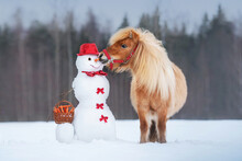 Funny Miniature Shetland Breed Pony Trying To Eat A Snowman's Carrot Nose, Which Has A Basket Full Of Carrots. Horse In Winter.