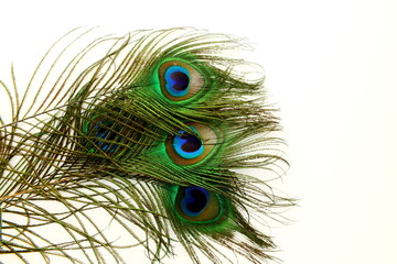 Sticker - peacock feathers in white background with text copy space 