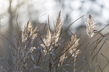 grass in the wind