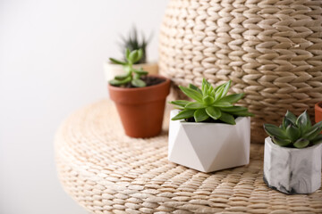 Beautiful succulents on wicker stand, closeup. Interior decoration