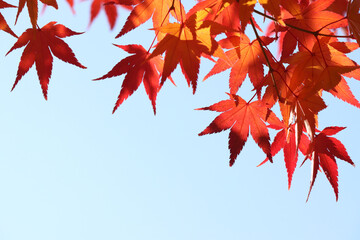 red maple leaf