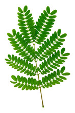 The Leaf Of White Popinac, Lead Tree, Horse Tamarind, Leucaena, Lpil-lpil (Leucaena Leucocephala) Isolated On White Background With Clipping Path