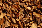 Fototapeta  - autumn leaves background