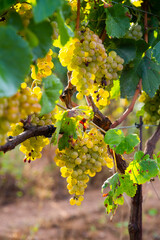  Closeup of clusters of sappy white grapes with blurred vineyard background.