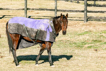 A Bay Horse In A Muddy And Uneven Blanket Looking At The Camera In A Winter Pasture.