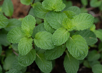 Sticker - Close up of green mint plant growing in the garden