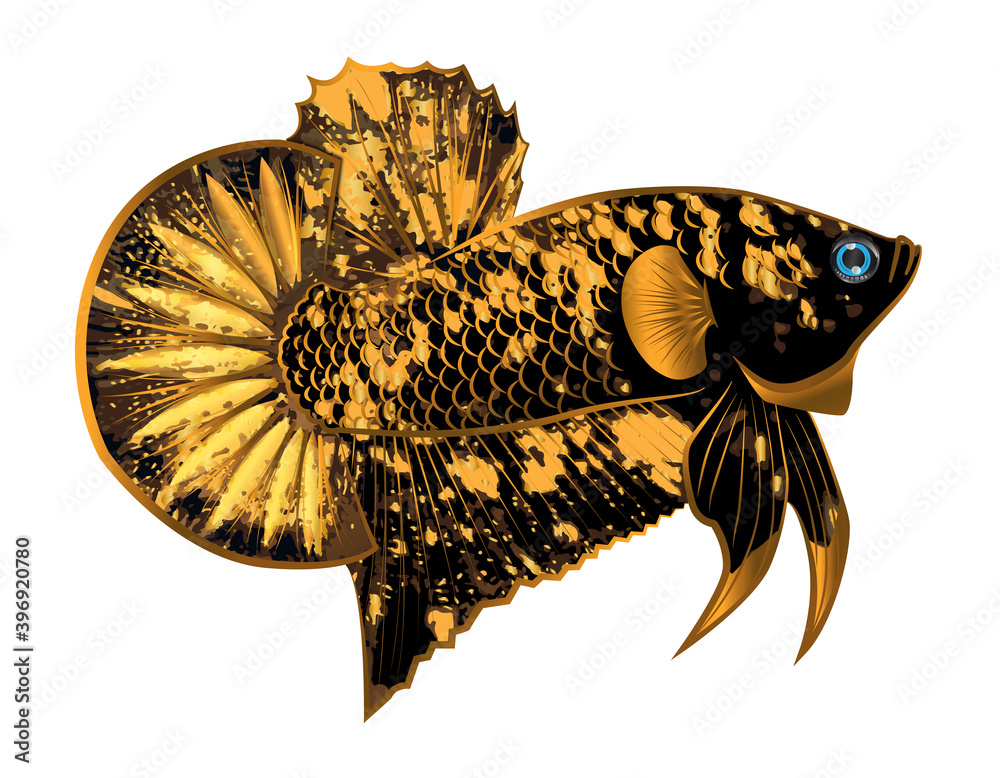 gold black star betta fish on white background with for logo Stock 