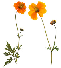 pressed and dried flowers cosmos (cosmea carpet), isolated on white background. for use in scrapbook