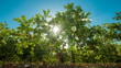 Cashew nut tree with a sun flare from behind