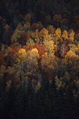 Wall Mural - Autumn multicolored  forest at sunrise.  Landscape  background Travel serene scenic view