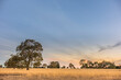 Australian Gum Tree in field of dry grass with sheep. Sunset over a sheep farm in outback victoria.