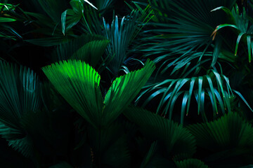 closeup nature view of tropical leaf background, dark tone concept