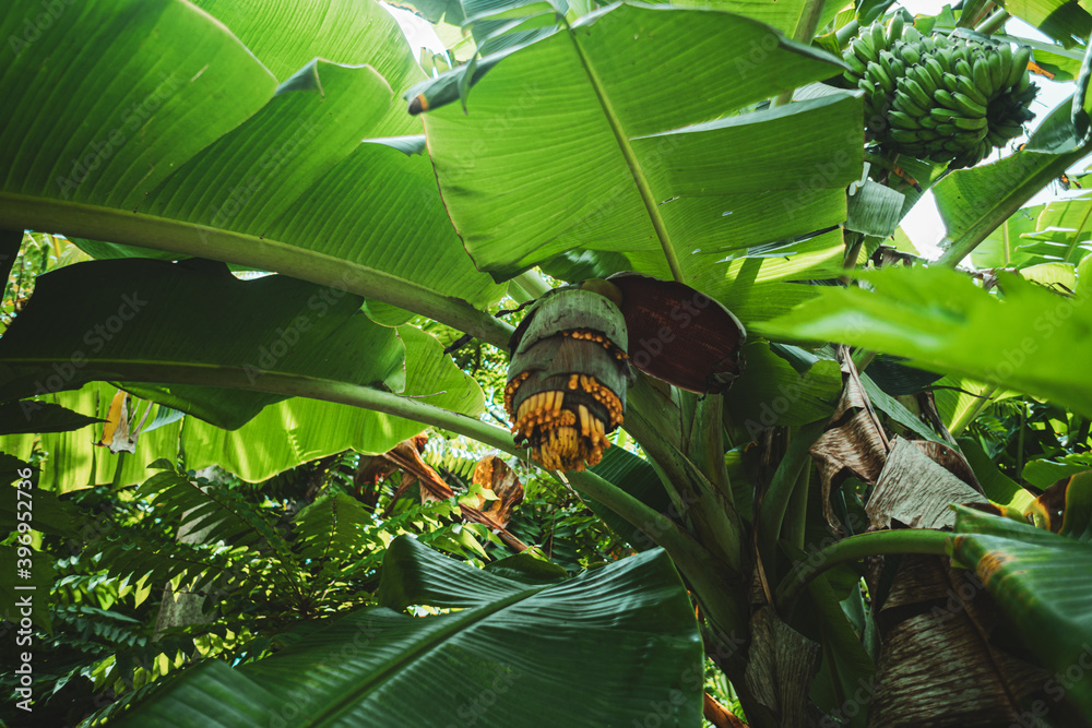 Zielona palma bananowa pełna zółtych dojrzałych owoców. - obrazy, fototapety, plakaty 