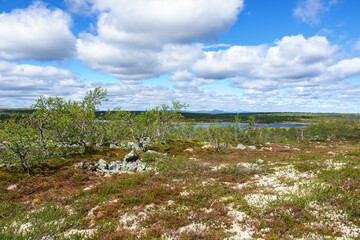 Poster - View Mountain birch forest in the wilderness