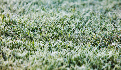 Aufkleber - closeup of frosty grass