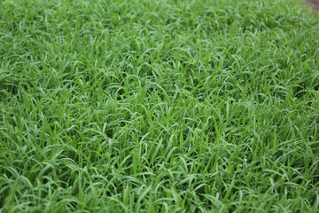 spring season abstract natural background of green rice farm close up with water drop . grass with water drops . 