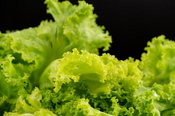 Green lettuce leaves lush with water drop on leaf, black background