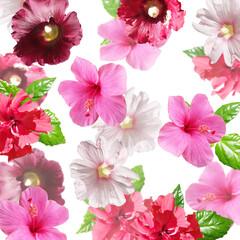 Fotomurales - Beautiful floral background of hibiscus, Chinese rose and mallow. Isolated