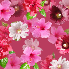 Fotomurales - Beautiful floral background of hibiscus, Chinese rose and mallow. Isolated