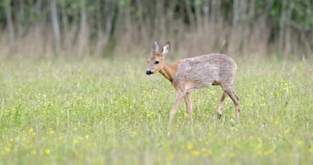 Wall Mural - Roe deer, capreolus capreolus, doe walking on a green meadow from front view and coming closer in spring nature. Female mammal with brown and orange fur approaching from front on hay field.