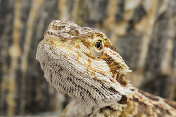 Wall Mural - Pogona vitticeps