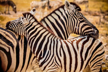 Two Striped Zebras Cuddle On The Background Of The Savannah