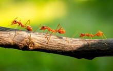 Three Red Ants Walk On The Branches  Blurred Green Background.