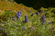 Vibrant Color Wild Andean Lupine Flowers At Colca Canyon, Arequipa Region, Peru, South America