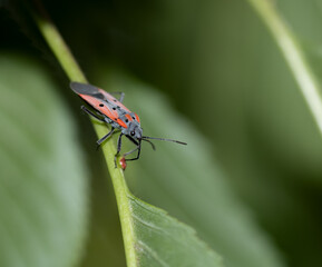 bug on leaf