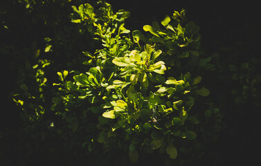  Green leaves. Concept of nature, taking care of vegetation, systematics of plants.