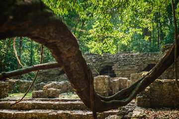 Wall Mural - Overgrown Maya temple ruins behind large branch in lush tropical forest at archaeological site of Palenque, Chiapas, Mexico