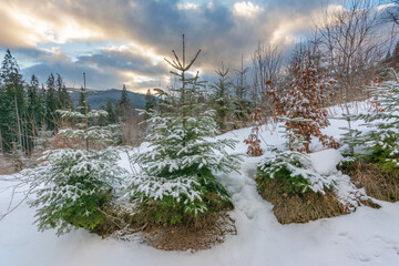 Wall Mural - winter, active vacation in the carpathians with picturesque houses and lots of snow.